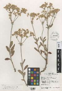 Eriogonum corymbosum var. corymbosum image