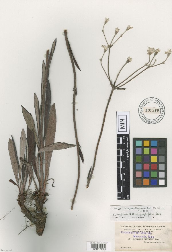 Eriogonum longifolium var. gnaphalifolium image