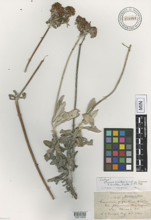 Eriogonum giganteum var. formosum image