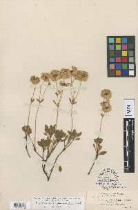 thumbnail image of current specimen