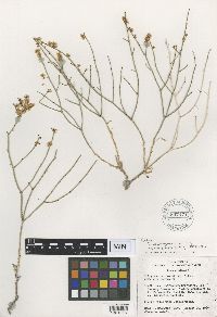 Eriogonum heermannii image