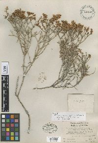 Eriogonum heermannii image