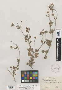Eriogonum abertianum image