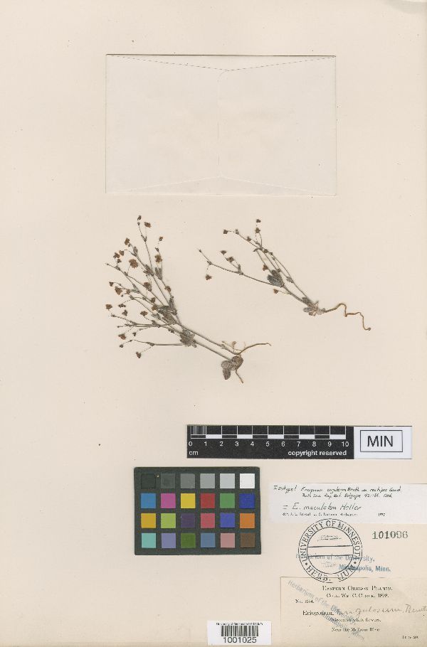 Eriogonum maculatum image