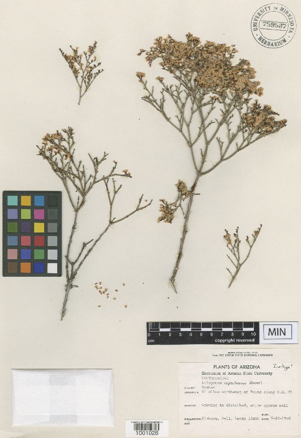 Eriogonum heermannii var. argense image