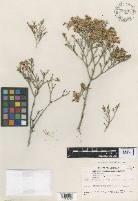 Eriogonum heermannii image