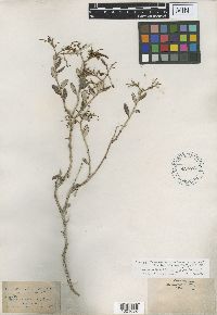 Eriogonum corymbosum image