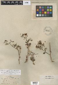 Eriogonum corymbosum image