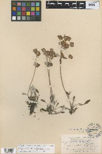 thumbnail image of current specimen