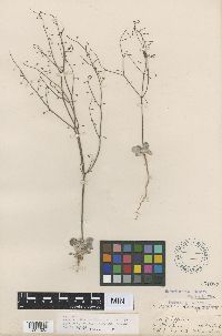 Eriogonum deflexum image