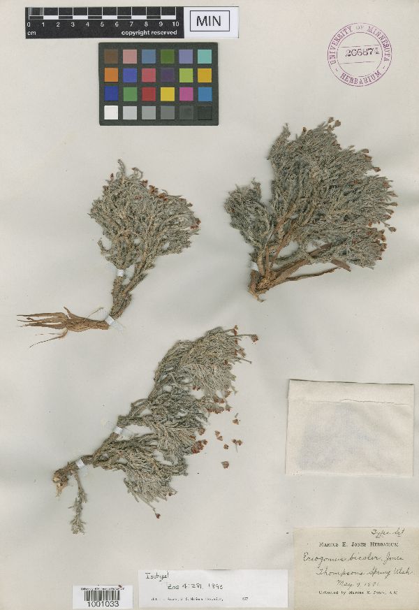 Eriogonum bicolor image