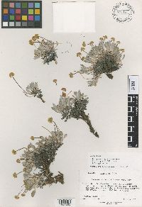thumbnail image of current specimen