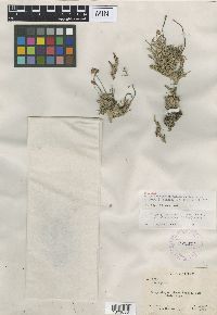Eriogonum panguicense image