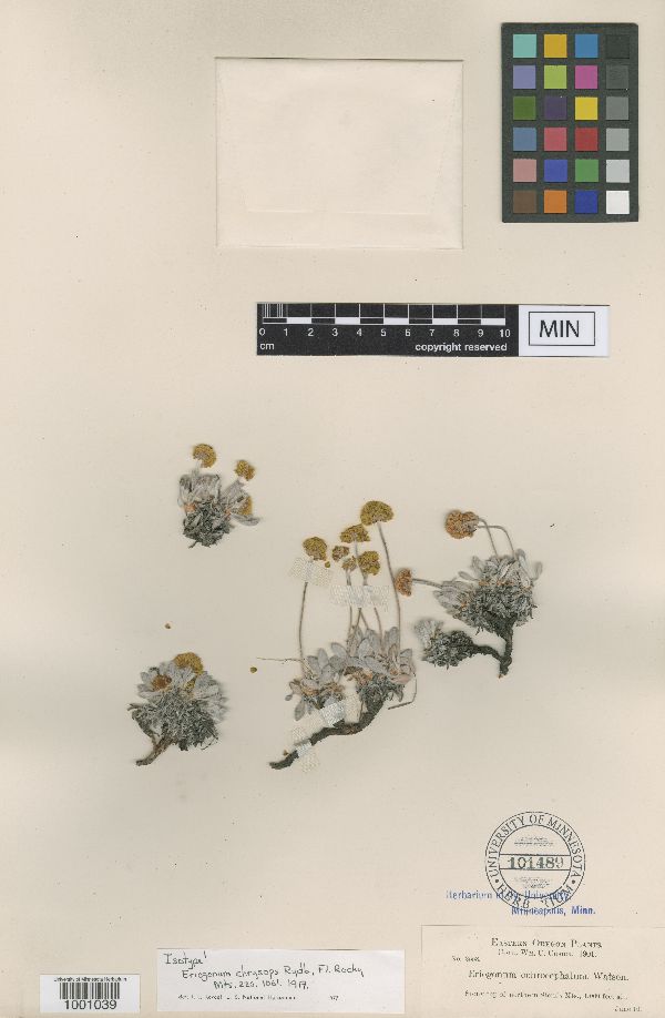 Eriogonum chrysops image