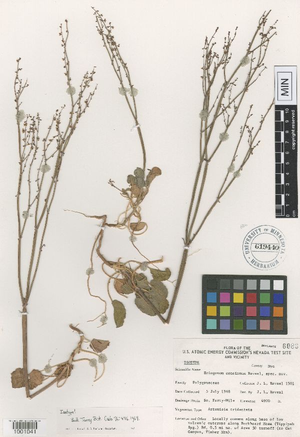 Eriogonum concinnum image