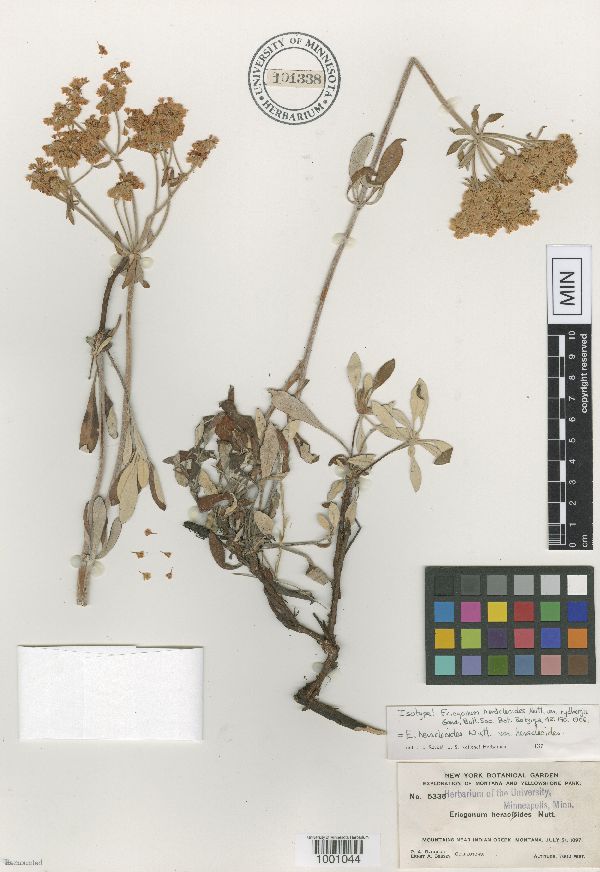 Eriogonum heracleoides var. rydbergii image