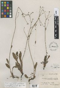 Eriogonum hemipterum image