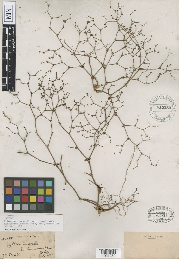 Eriogonum inerme image