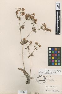 thumbnail image of current specimen