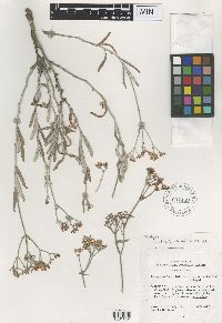 Eriogonum lancifolium image