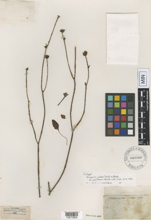 Eriogonum nudum var. pubiflorum image