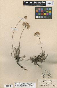 Thumbnail image of current specimen