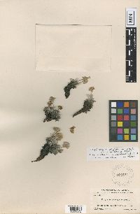 Thumbnail image of current specimen