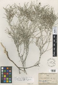 thumbnail image of current specimen