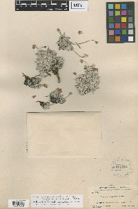 Eriogonum ovalifolium var. depressum image