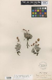 Eriogonum ovalifolium var. depressum image