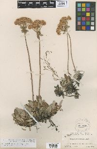 Eriogonum umbellatum var. majus image