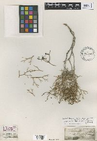 Eriogonum heermannii image