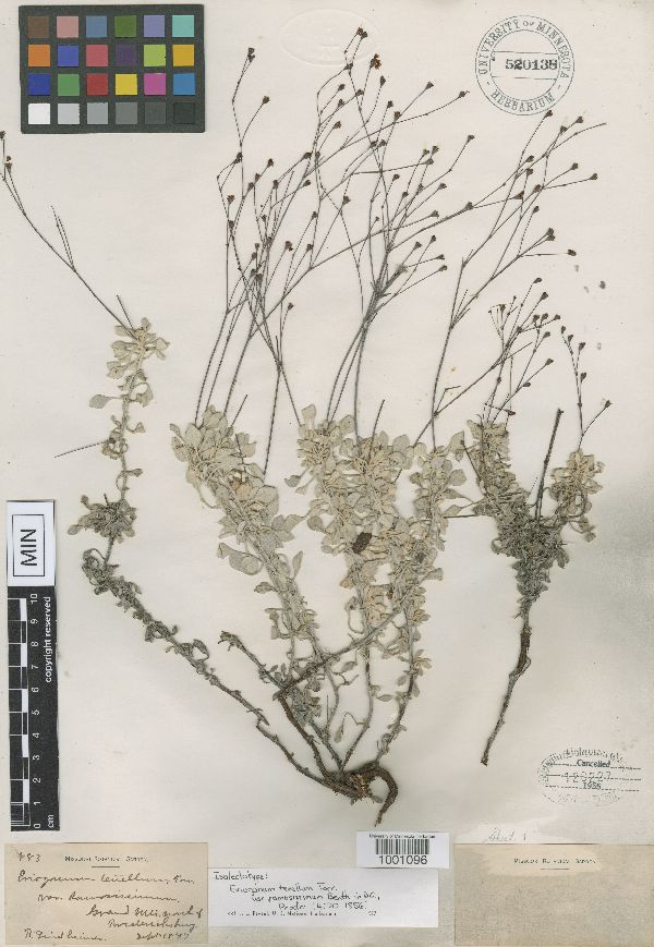 Eriogonum tenellum var. ramosissimum image