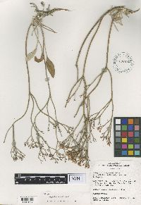 thumbnail image of current specimen