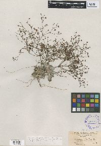 Eriogonum thurberi image