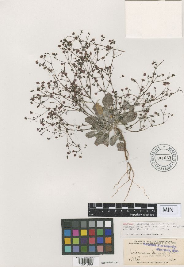 Eriogonum thurberi image