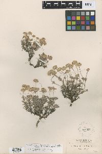 Eriogonum thymoides image