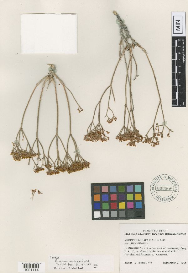 Eriogonum viridulum image