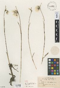 Eriophorum ocreatum image