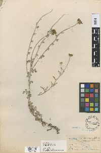 thumbnail image of current specimen