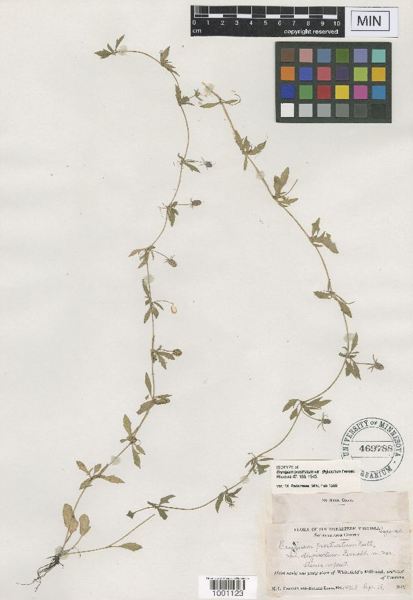 Eryngium prostratum var. disjunctum image