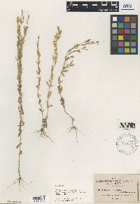 Centaurium strictum image