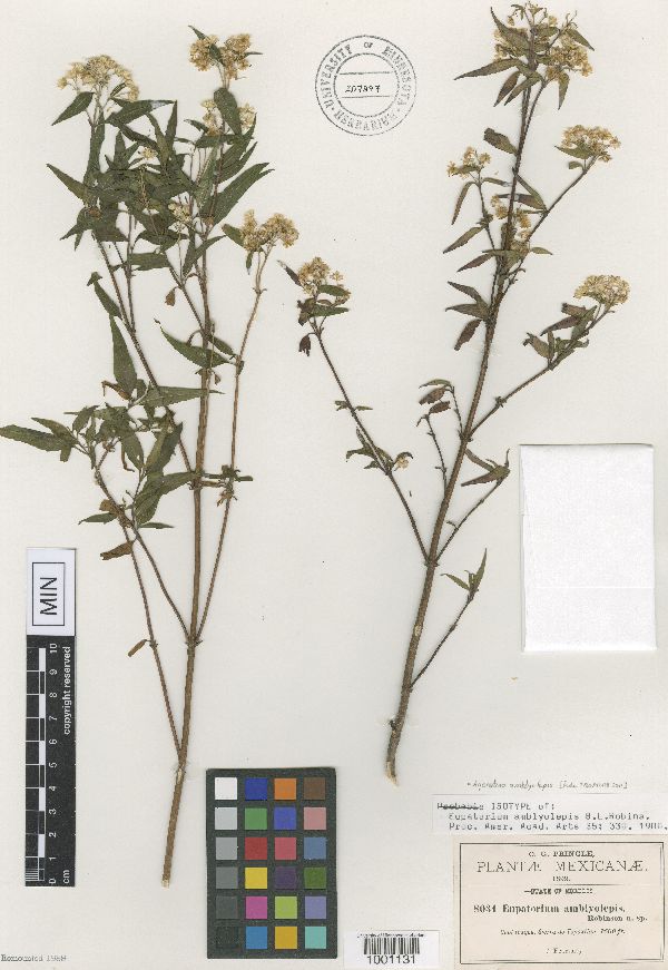 Ageratina amblyolepis image