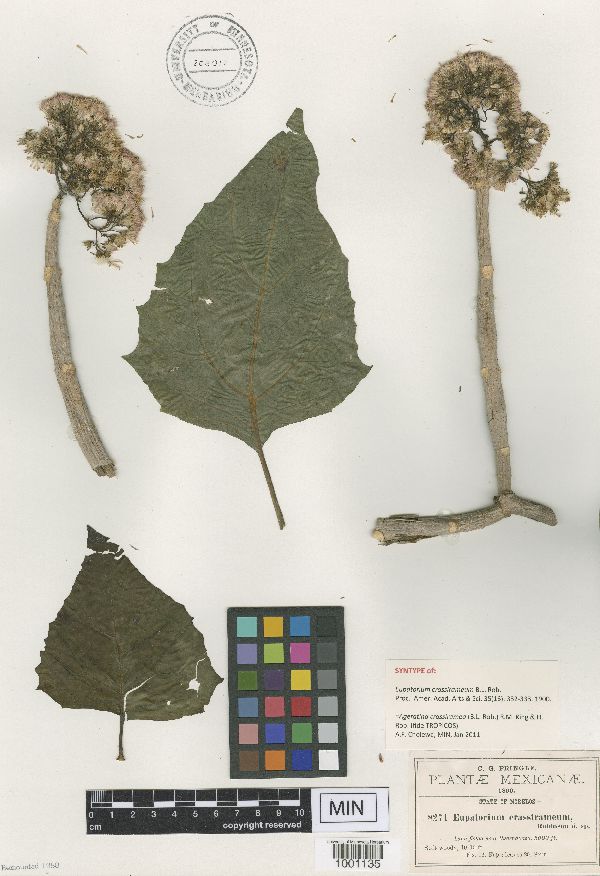 Ageratina crassiramea image