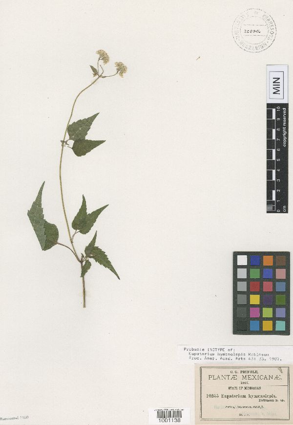 Eupatorium sonorae image
