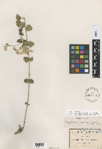 Thumbnail image of current specimen