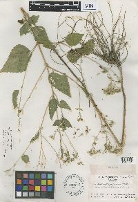 Ageratina altissima var. altissima image