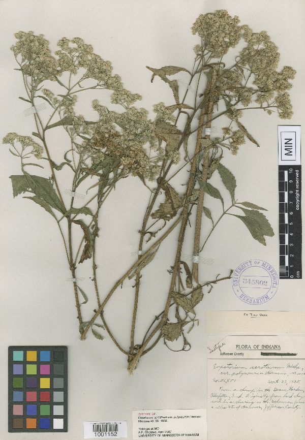 Eupatorium serotinum image