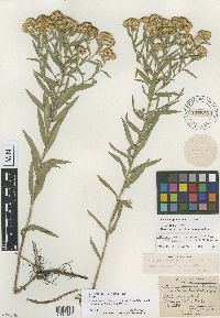Euthamia graminifolia image