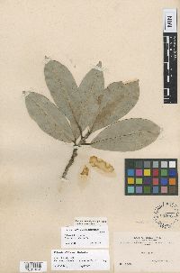 Media resource of Ficus americana